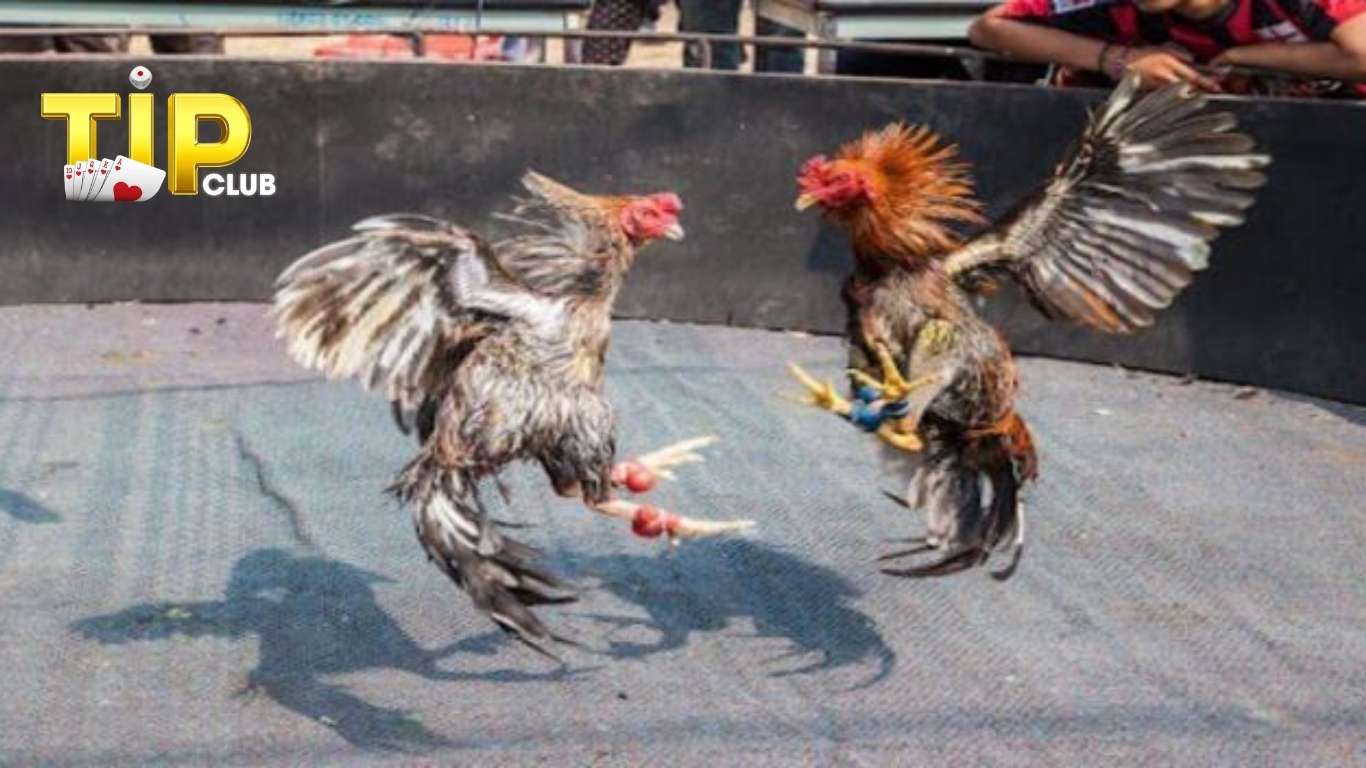 Đối tác của đá gà TIPCLUB