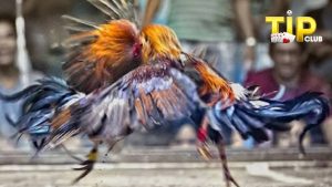 Những thông tin về đá gà TIPCLUB